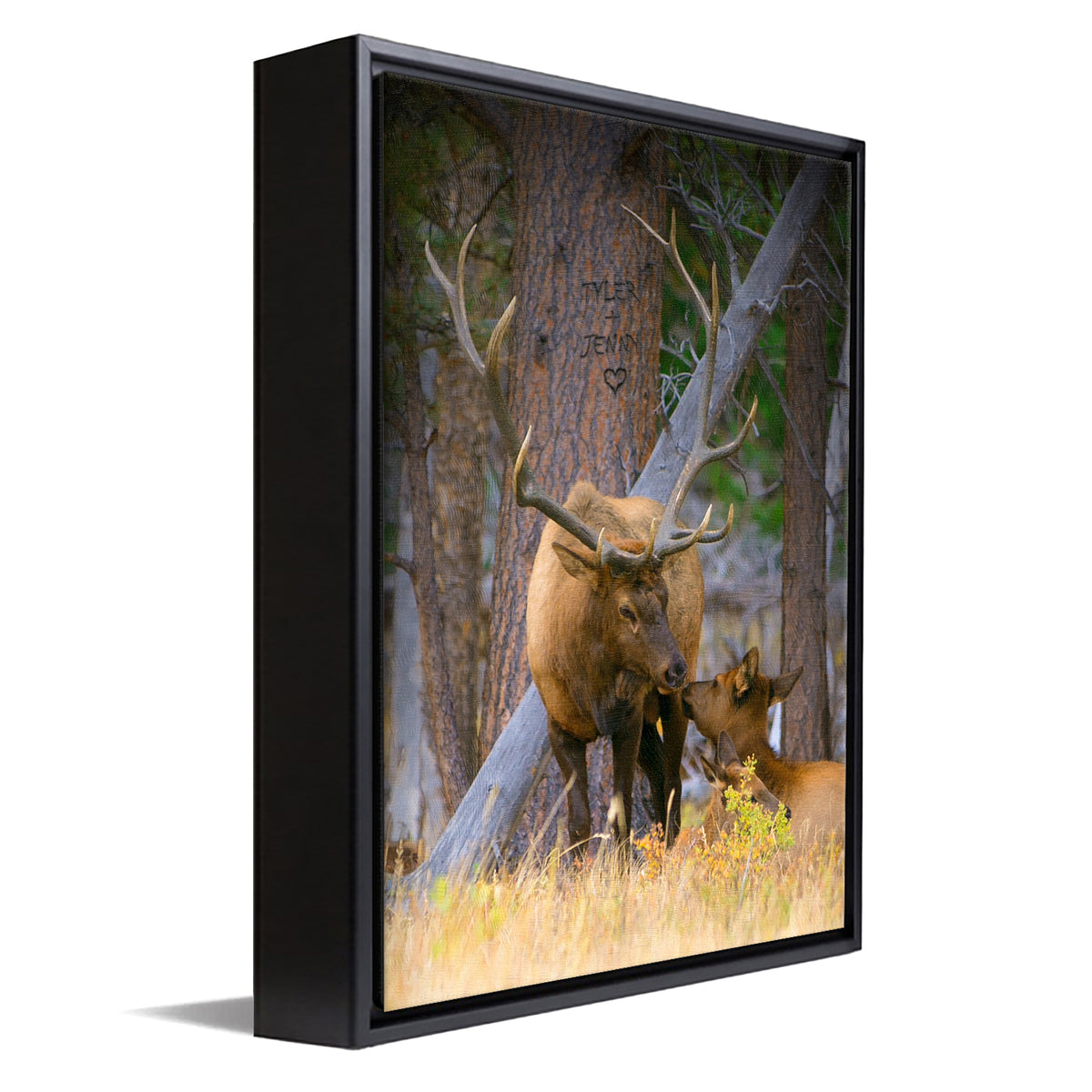 Personal-Prints art 12"x16" Float Framed Canvas Elk Couple