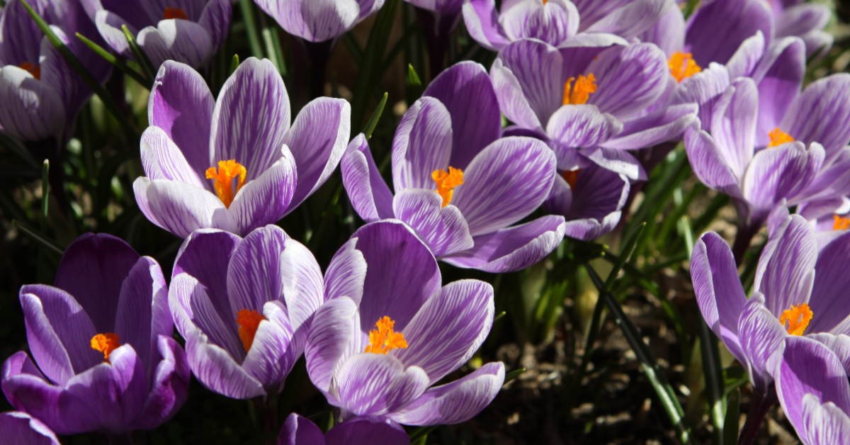 4 Ideas for a Fun Mother's Day