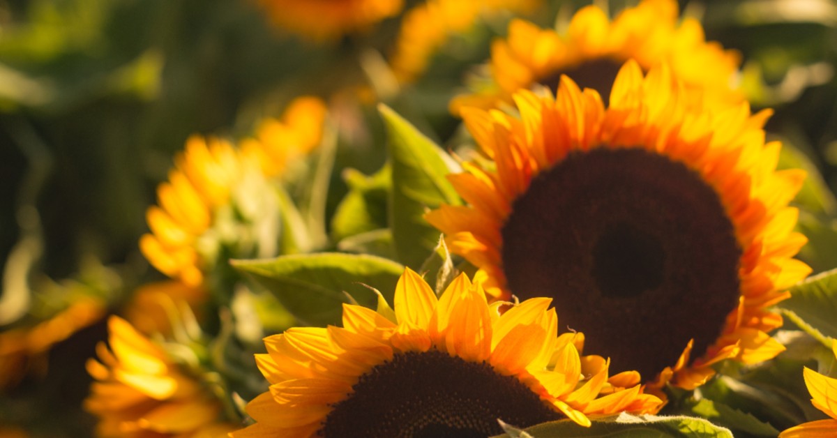 5 Must-Have Summertime Art Prints