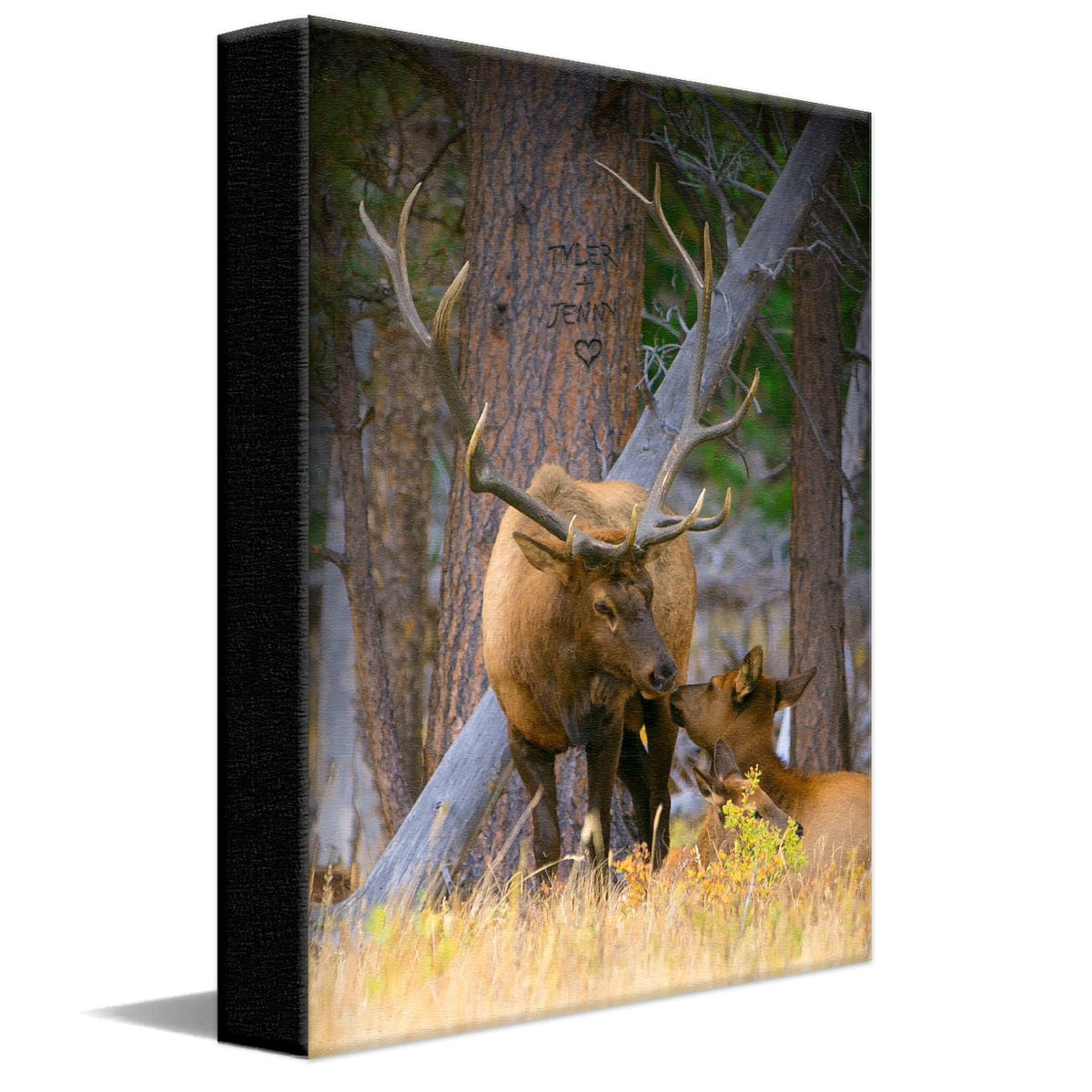 Personal-Prints art 11&quot;x14&quot; Stretched Canvas Elk Couple