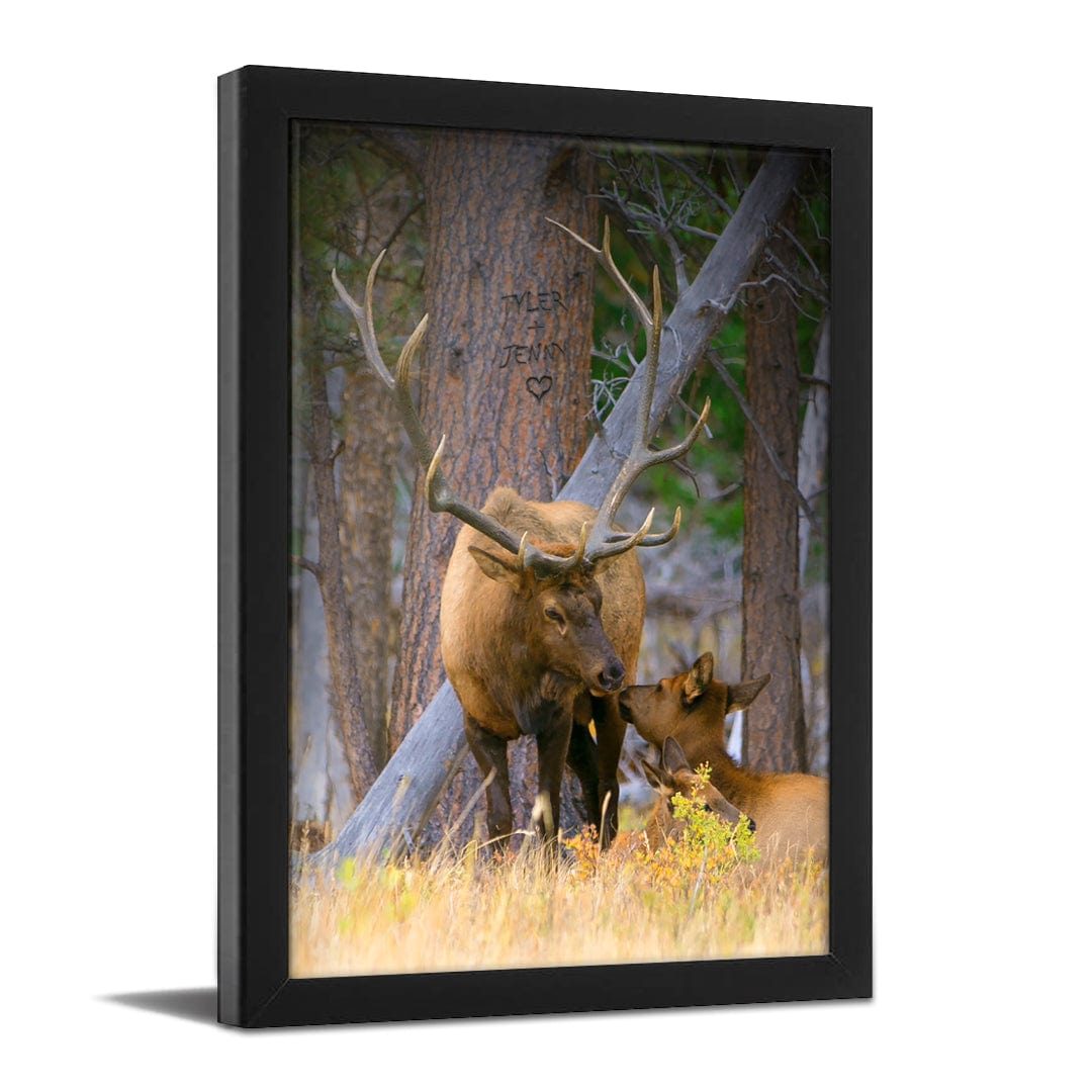 Personal-Prints art 11&quot;x14&quot; Framed Paper Print Elk Couple