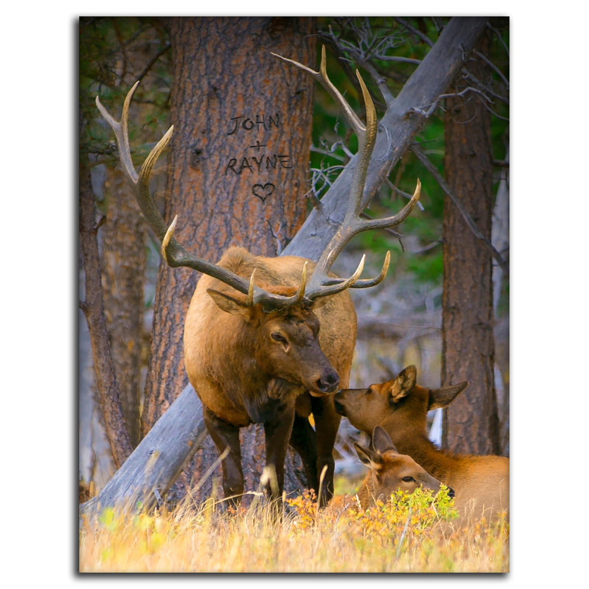 Rustic cabin decor elk print featuring two elk in the woods, one laying down reaching up to kiss the other - Mounted to Wood Block