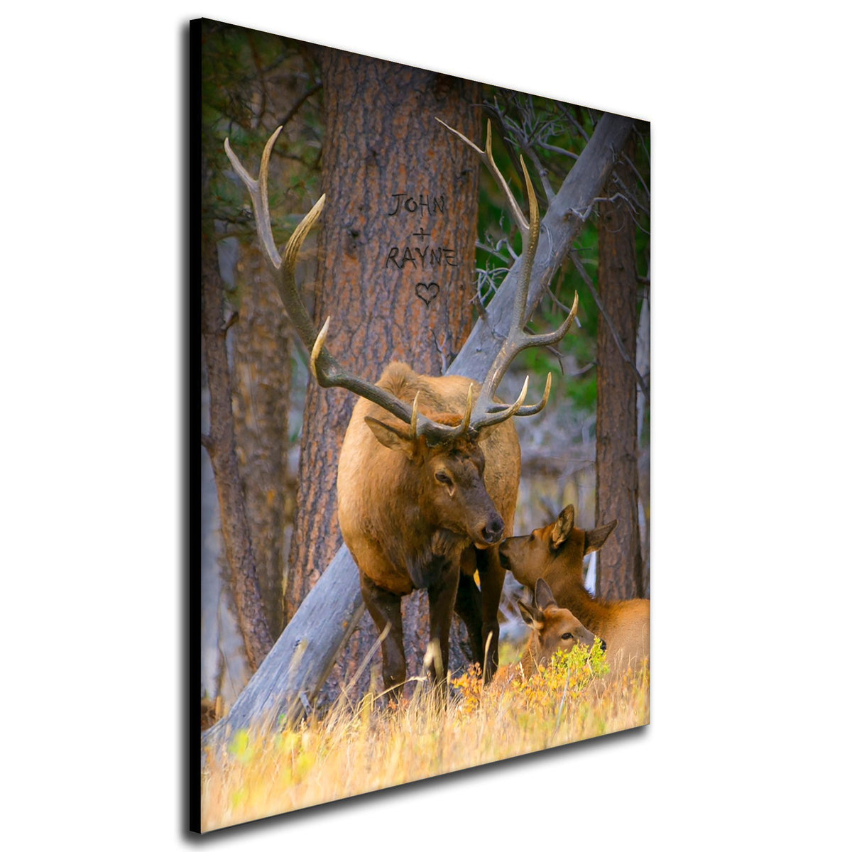 Rustic cabin decor elk print featuring two elk in the woods, one laying down reaching up to kiss the other - Angled View