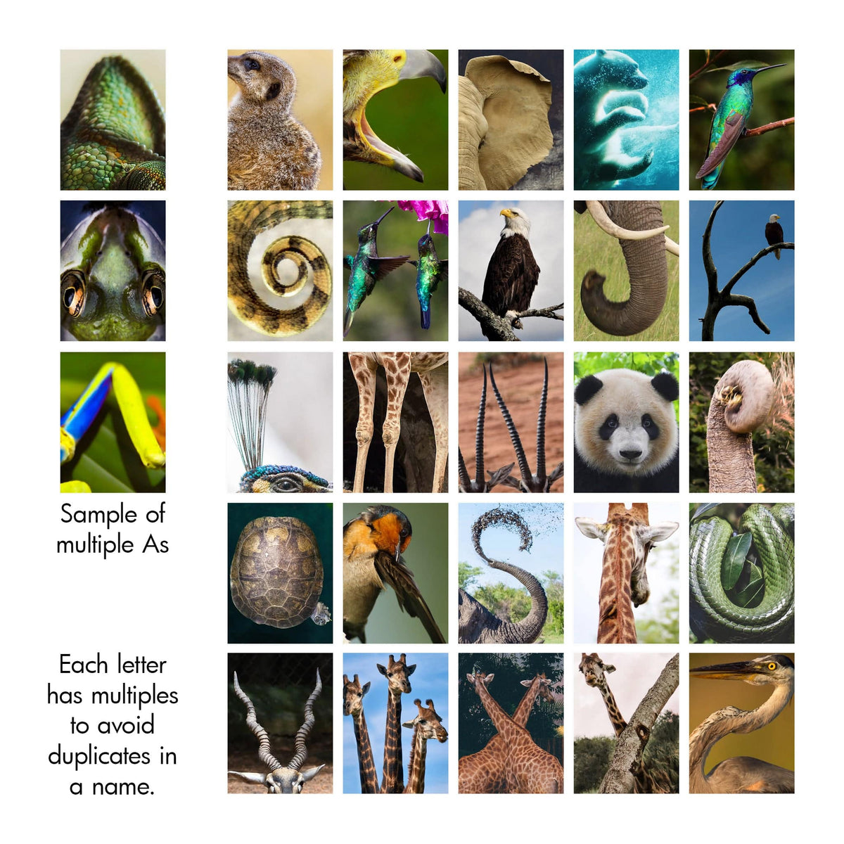 Wild animal photography alphabet from Personal Prints