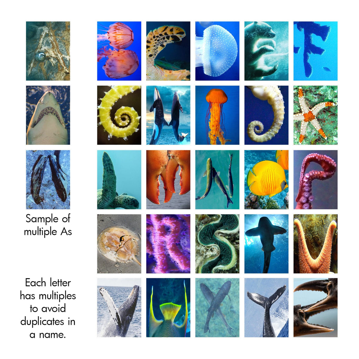 Marine Photography Alphabet from Personal Prints