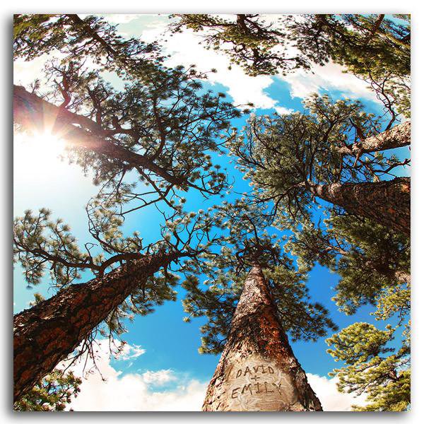 Personalized nature wall decor looking up to the sky through pine trees - Personal-Prints