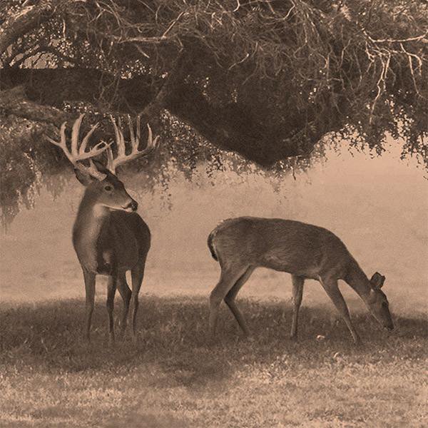 Personal-Prints art Autumn Meadow