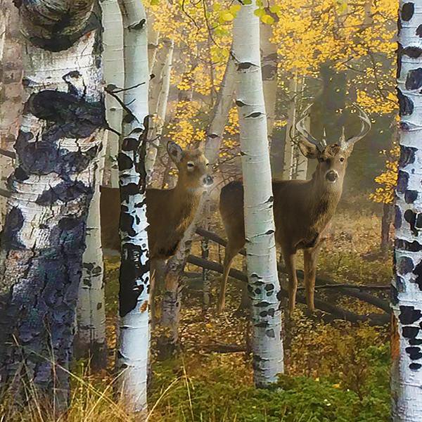 Personal-Prints art Misty Morning Whitetails